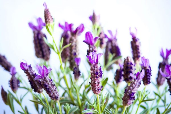 lavender bush melan skincare